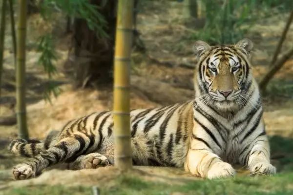 長沙三珍虎園、楊開慧故居一日游